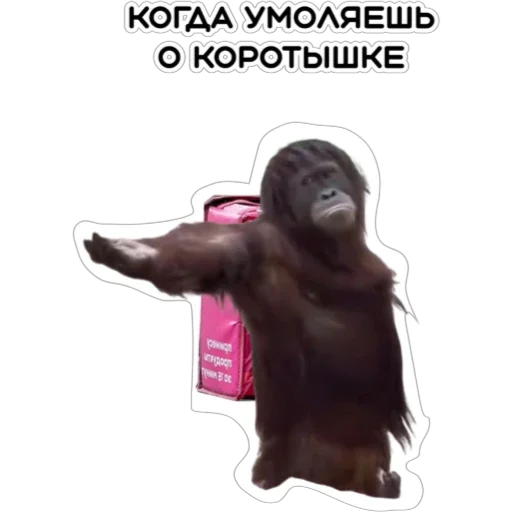 🦧 Стикер «Курьерская сила» для Telegram