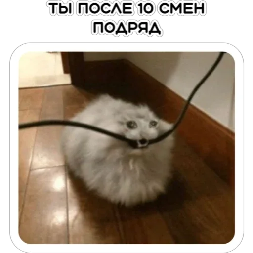 🤪 Стикер «Курьерская сила» для Telegram