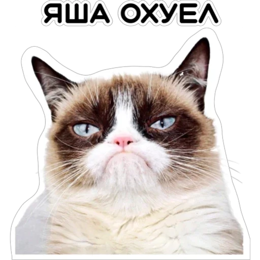 😤 Стикер «Курьерская сила» для Telegram