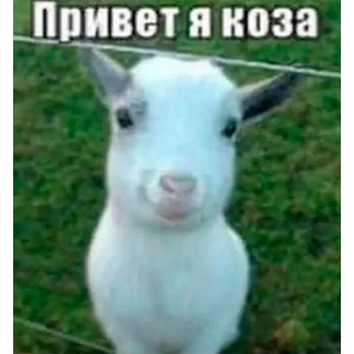 🖐 Стикер «Dota2.» для Telegram