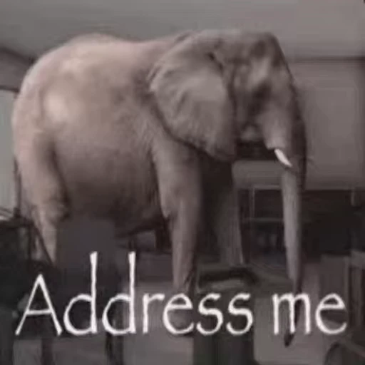 🐘 Стикер «Low Cortisol» для Telegram