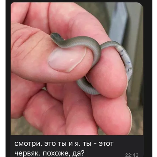 🪱 Стикер «драко "все хотят" малфой» для Telegram