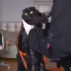 Стикер 17 Дениска