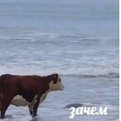 ❔ Стикер «drakonovva» для Telegram