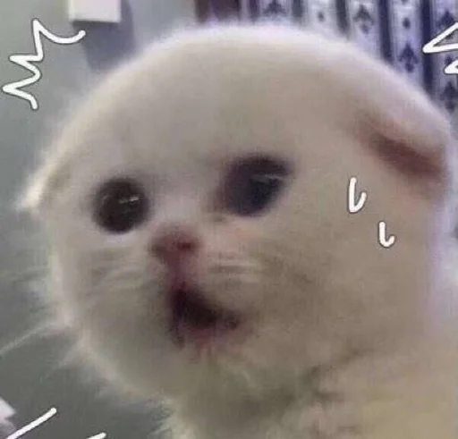 🥺 Стикер «drakonovva» для Telegram