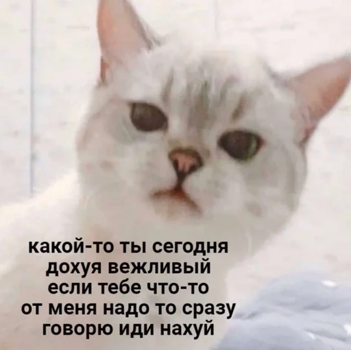 👀 Стикер «drakonovva» для Telegram