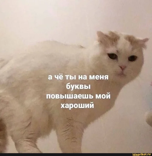 🗿 Стикер «drakonovva» для Telegram