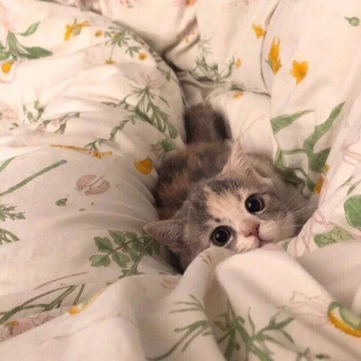🦋 Стикер «drakonovva» для Telegram