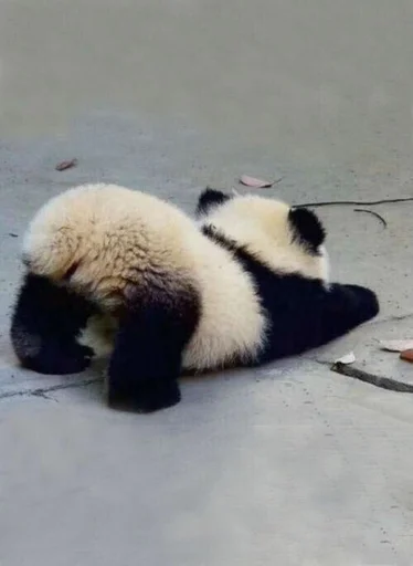🐼 Стикер «drakonovva» для Telegram