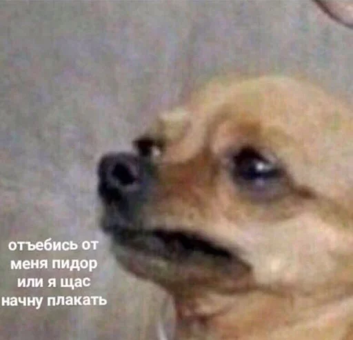🥺 Стикер «drakonovva» для Telegram