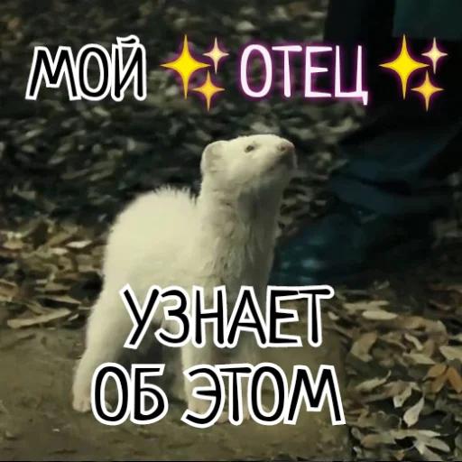 🐻‍❄️ Стикер «Draco Malfoy» для Telegram