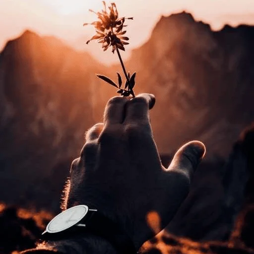 🌾 Стикер «DreamsOnline» для Telegram
