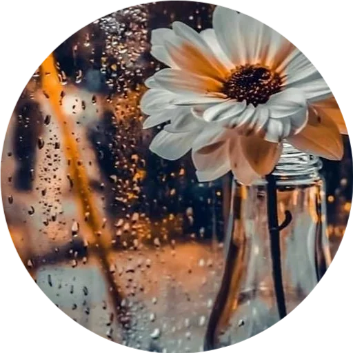 🌼 Стикер «DreamsOnline» для Telegram