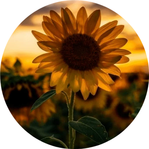 🌻 Стикер «DreamsOnline» для Telegram