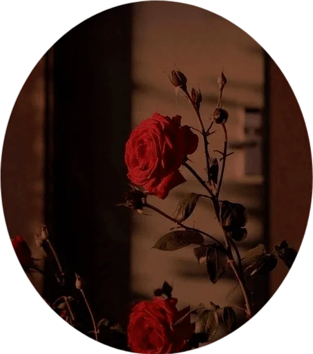🌹 Стикер «DreamsOnline» для Telegram