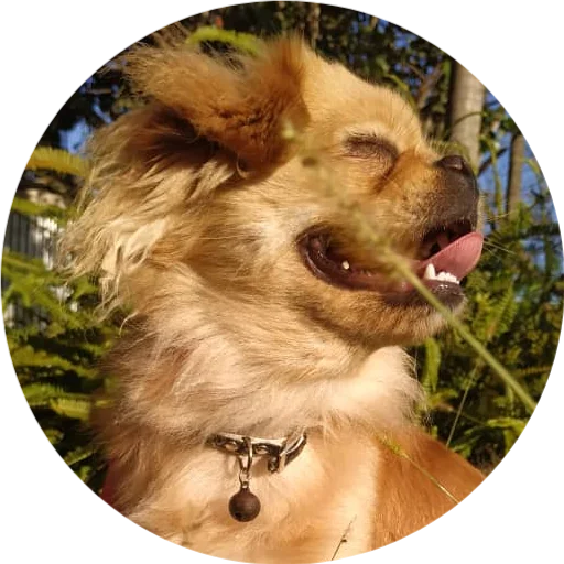 🐕 Стикер «DreamsOnline» для Telegram