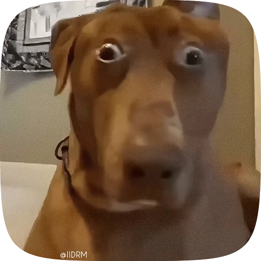 😳 Стикер «Animals» для Telegram