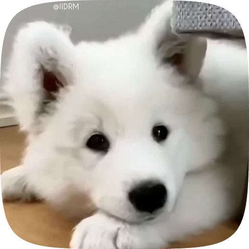 😉 Стикер «Animals» для Telegram