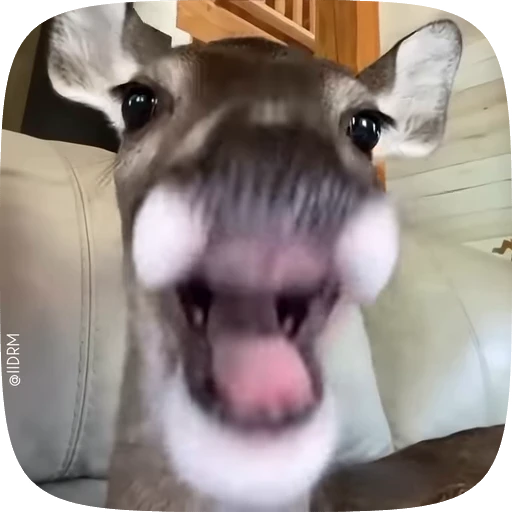 🤣 Стикер «Animals» для Telegram