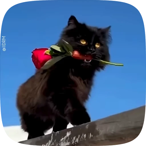 🌹 Стикер «Animals» для Telegram