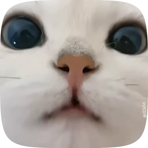 🐱 Стикер «Animals» для Telegram