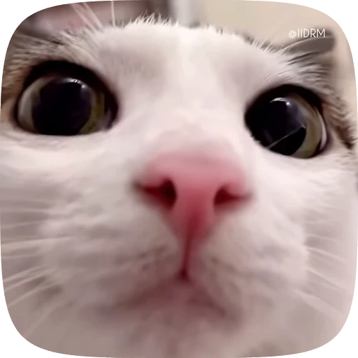 🥹 Стикер «Animals» для Telegram