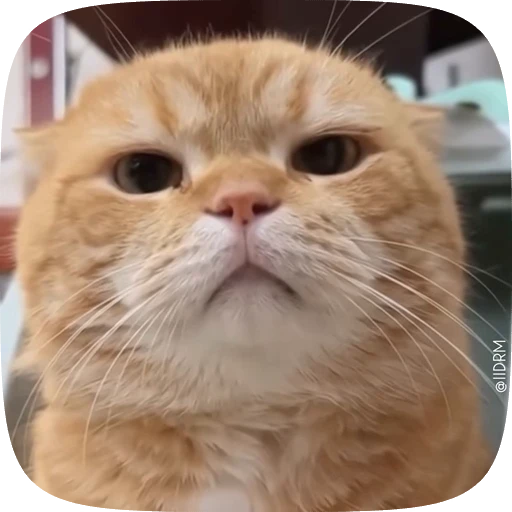 😠 Стикер «Animals» для Telegram