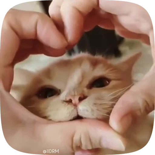 🫶 Стикер «Animals» для Telegram