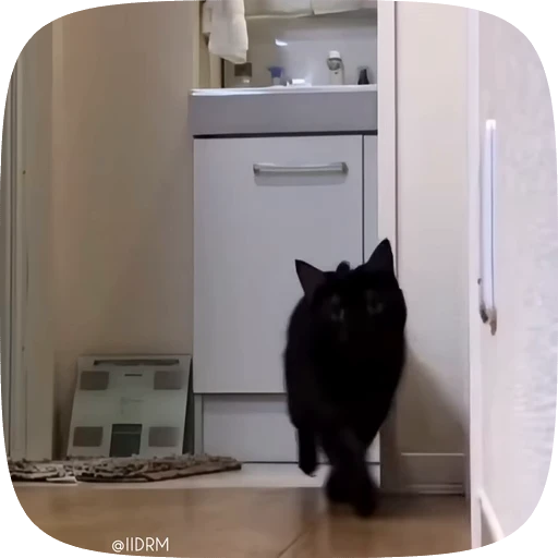 👀 Стикер «Animals» для Telegram