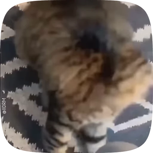 🙂‍↔️ Стикер «Animals» для Telegram