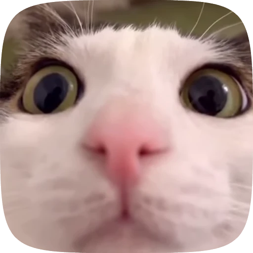 😳 Стикер «Animals» для Telegram