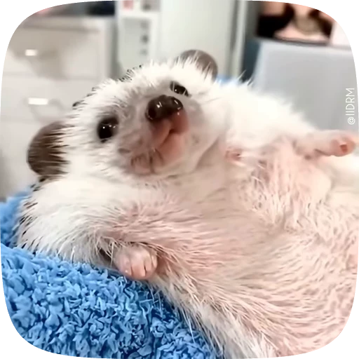 😎 Стикер «Animals» для Telegram