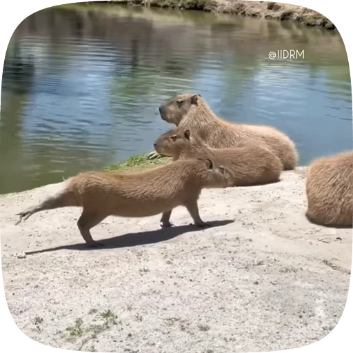 🥱 Стикер «Animals» для Telegram