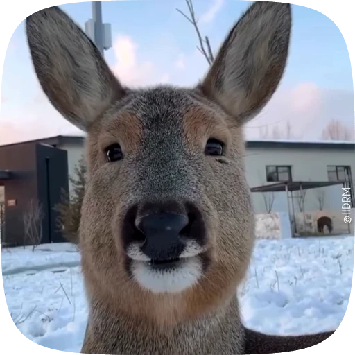 Стикерпак Animals для Telegram — скачать