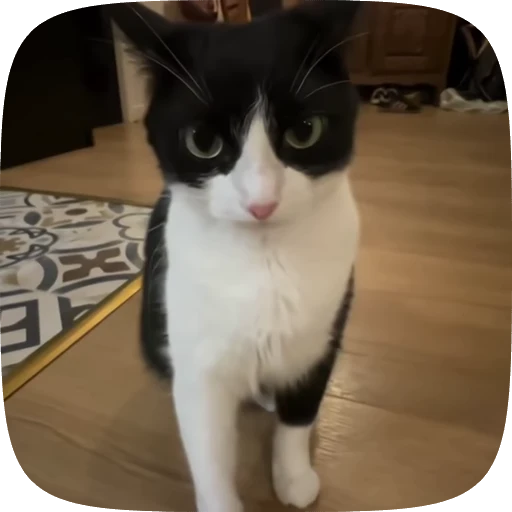 👿 Стикер «Animals» для Telegram