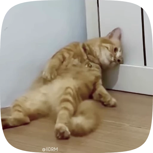 🫠 Стикер «Animals» для Telegram