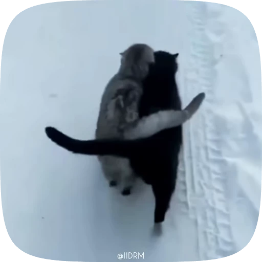 ❤️ Стикер «Animals» для Telegram