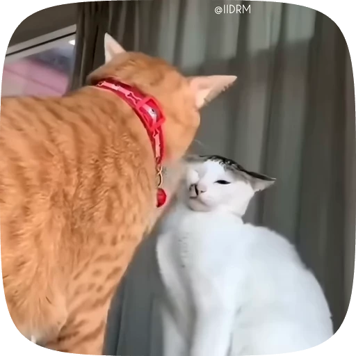 😡 Стикер «Animals» для Telegram
