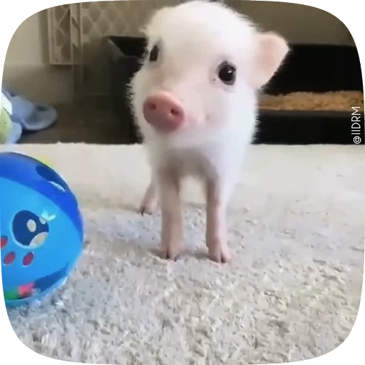 🙂 Стикер «Animals» для Telegram