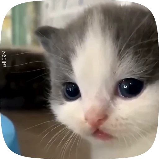 🫤 Стикер «Animals» для Telegram