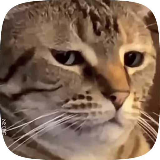 😒 Стикер «Animals» для Telegram