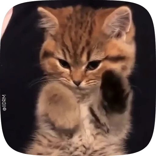 😌 Стикер «Animals» для Telegram
