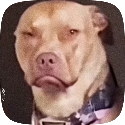 🥺 Стикер «Animals» для Telegram