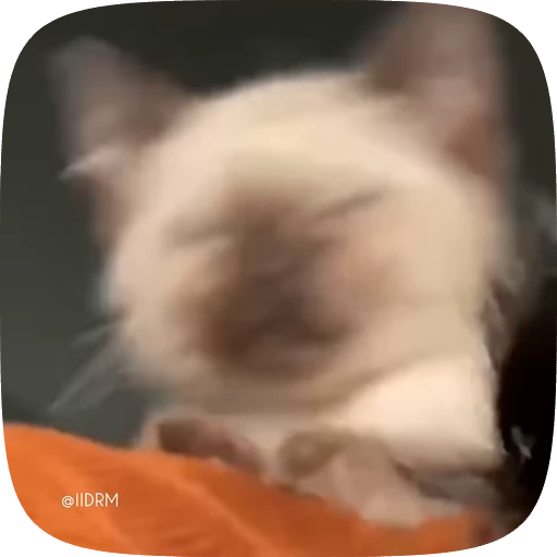 😎 Стикер «Animals» для Telegram