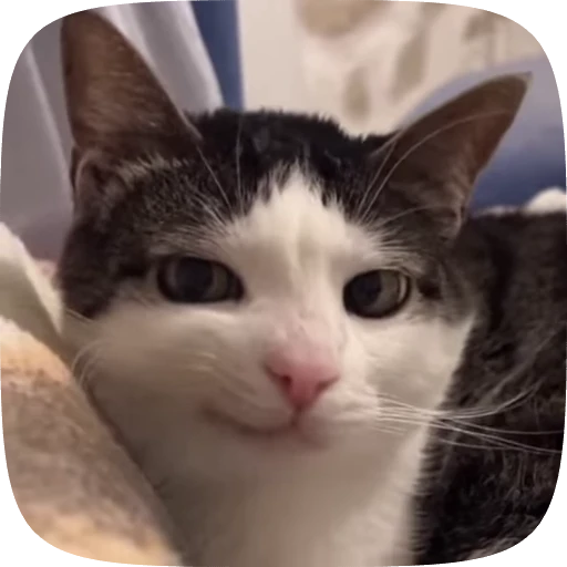 😒 Стикер «Animals» для Telegram
