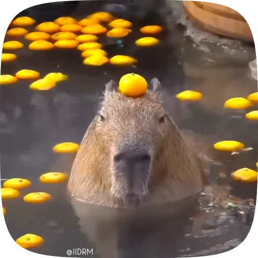 🍊 Стикер «Animals» для Telegram