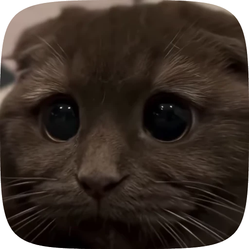 👀 Стикер «Animals» для Telegram