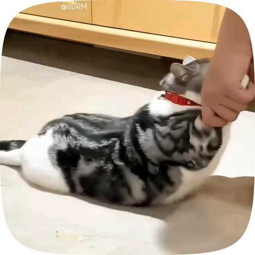🐾 Стикер «Animals» для Telegram