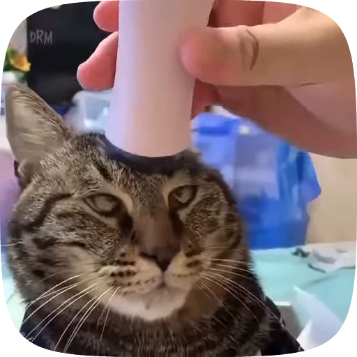 😵‍💫 Стикер «Animals» для Telegram