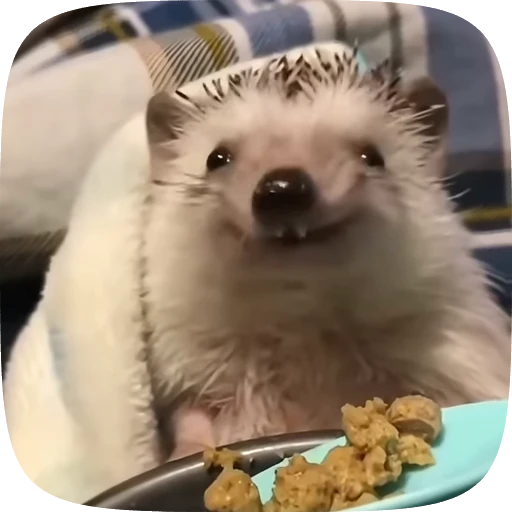 😊 Стикер «Animals» для Telegram